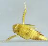 Streptanus sp.